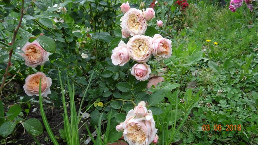  - Trandafiri iunie I