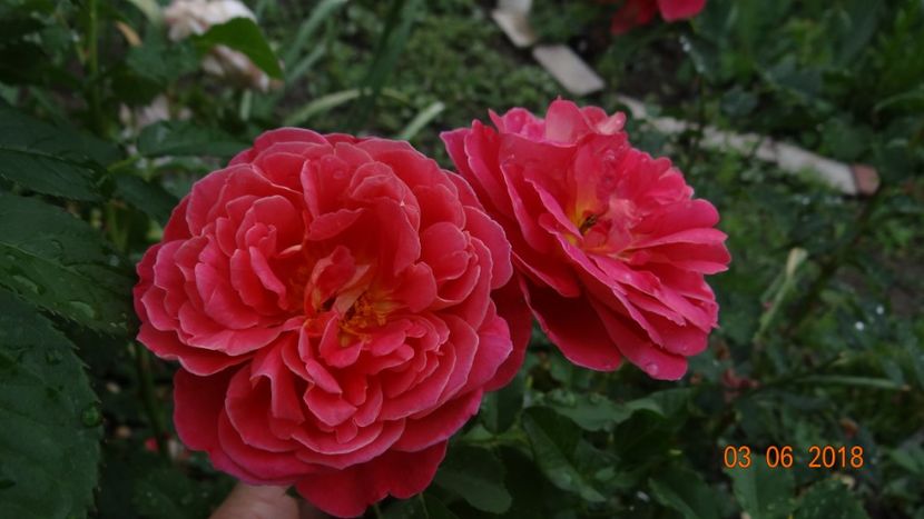 Reinne Sammut - Trandafiri iunie I