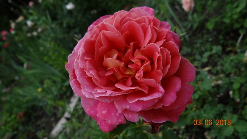  - Trandafiri iunie I