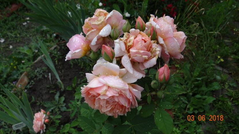  - Trandafiri iunie I