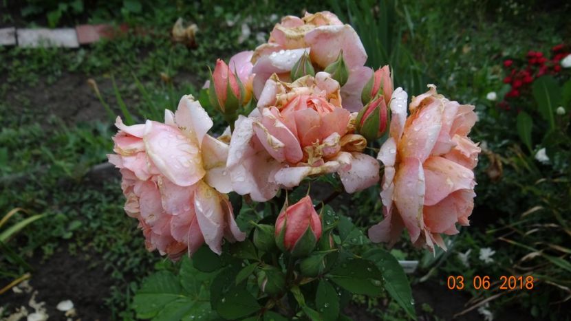  - Trandafiri iunie I