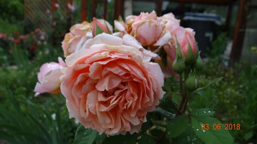  - Trandafiri iunie I