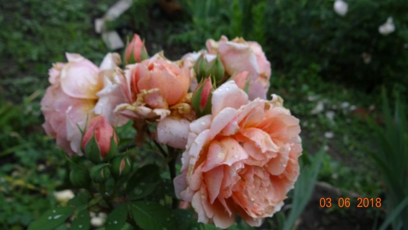 Paul Bocuse - Trandafiri iunie I