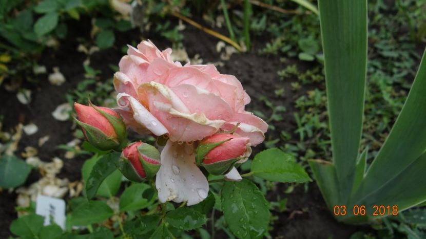  - Trandafiri iunie I