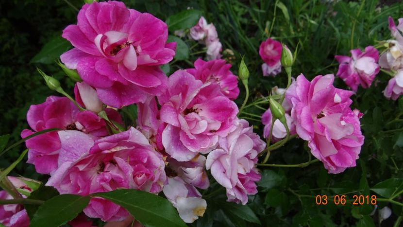  - Trandafiri iunie I