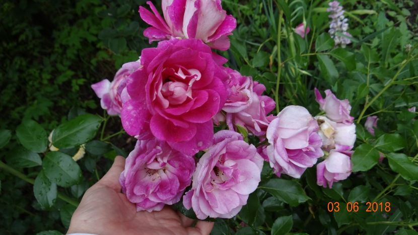  - Trandafiri iunie I
