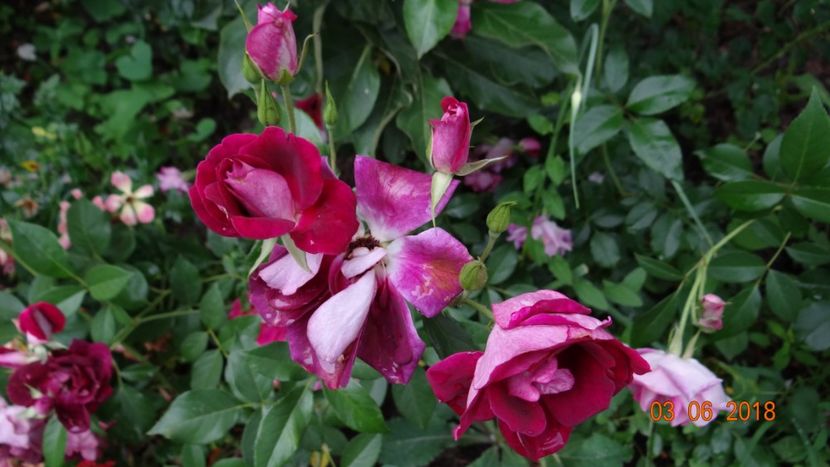  - Trandafiri iunie I