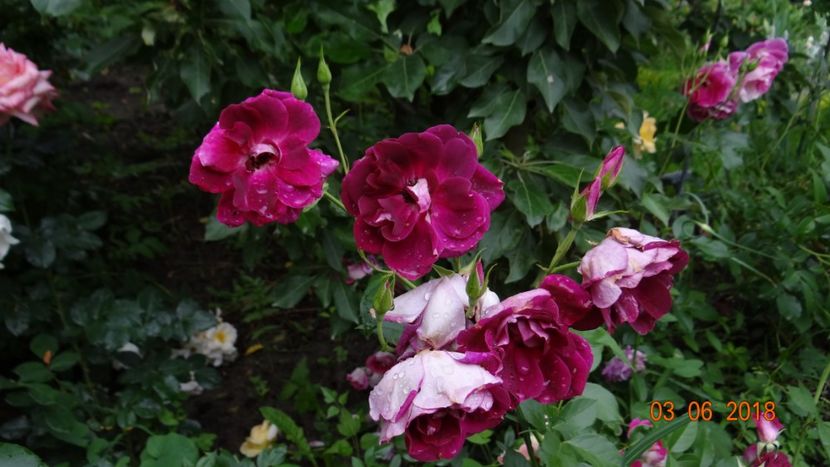 Burgundy - Trandafiri iunie I