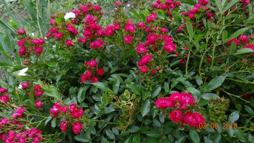 Fairy Dance - Trandafiri iunie I