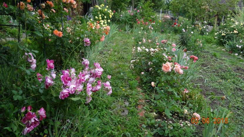  - Trandafiri iunie I