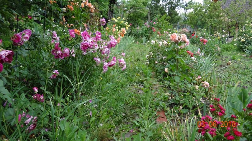  - Trandafiri iunie I