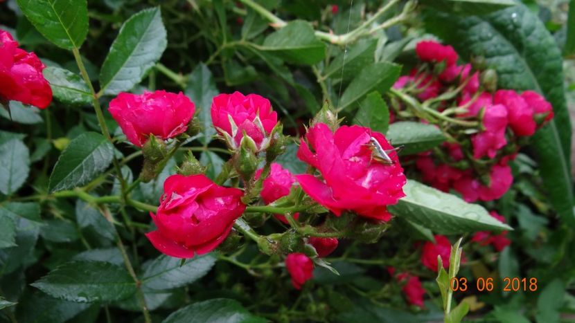  - Trandafiri iunie I