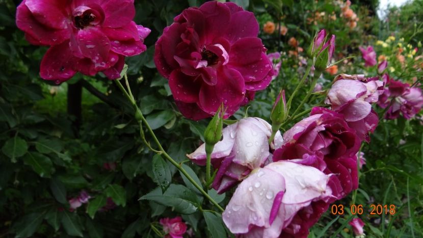  - Trandafiri iunie I