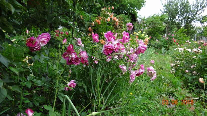  - Trandafiri iunie I