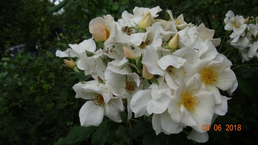  - Trandafiri iunie I