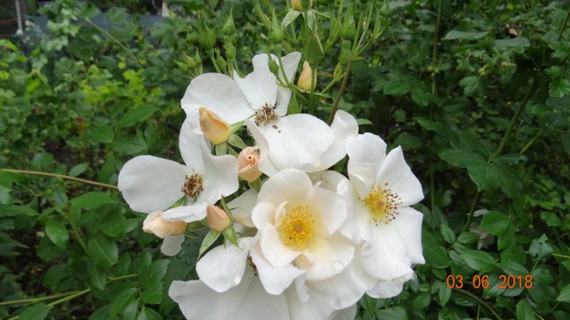  - Trandafiri iunie I