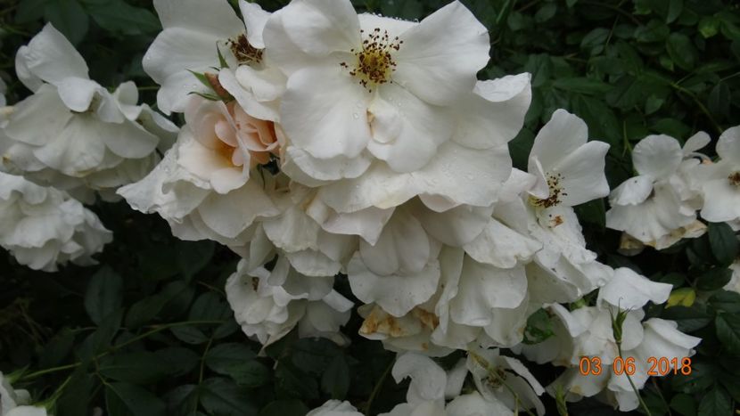  - Trandafiri iunie I