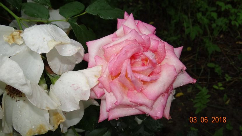 Perfecta - Trandafiri iunie I