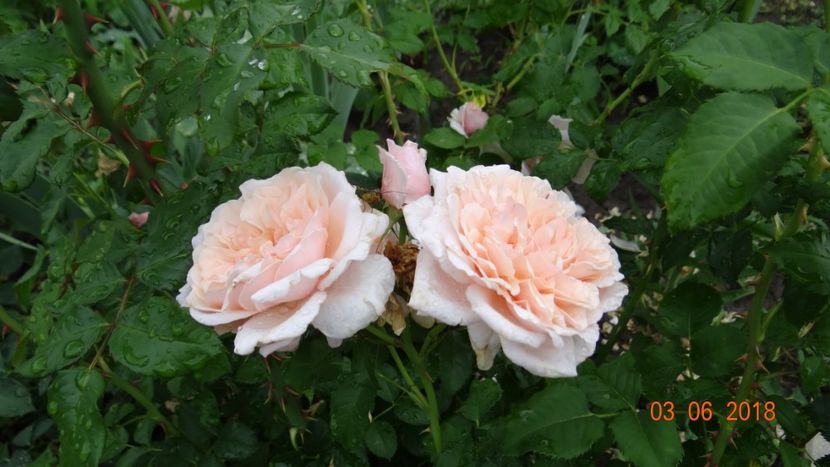 Rose de Tolbiac - Trandafiri iunie I