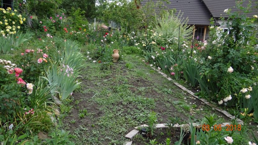  - Trandafiri iunie I