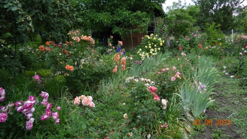  - Trandafiri iunie I