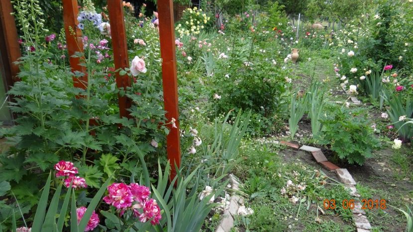  - Trandafiri iunie I