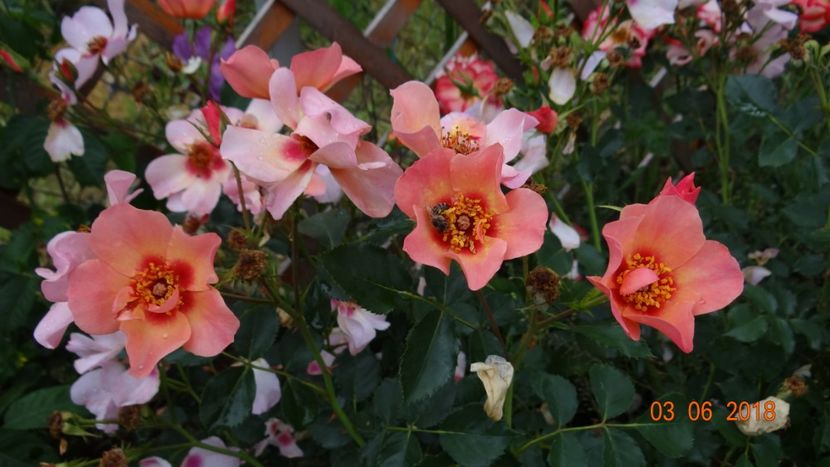 For Your Eyes Only - Trandafiri iunie I