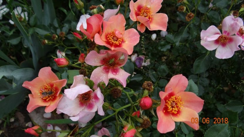  - Trandafiri iunie I