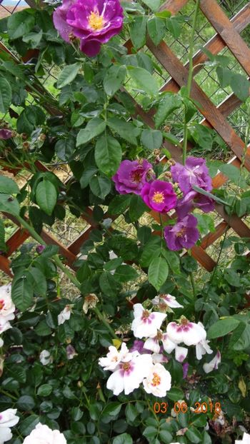  - Trandafiri iunie I