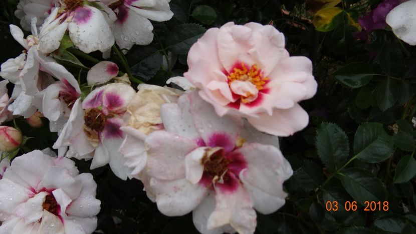  - Trandafiri iunie I