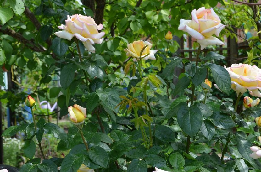  - dragostea  de natura