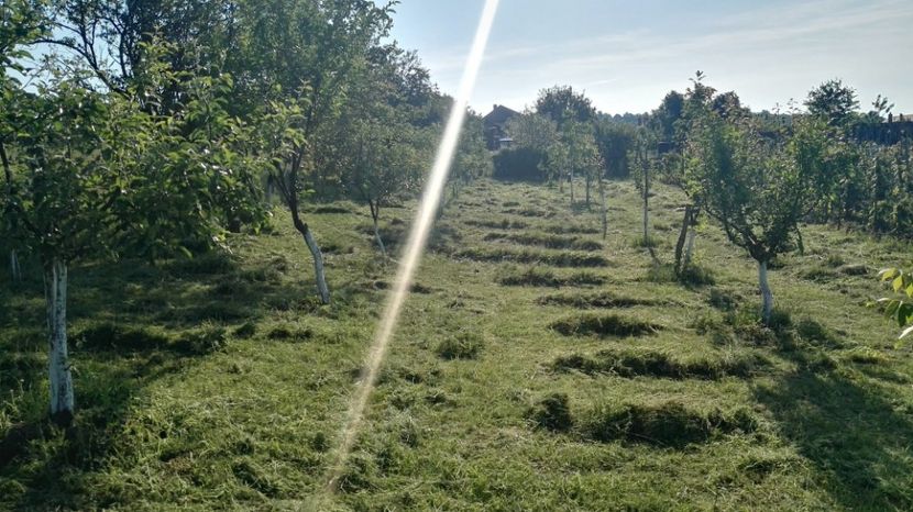  - Gradina mea