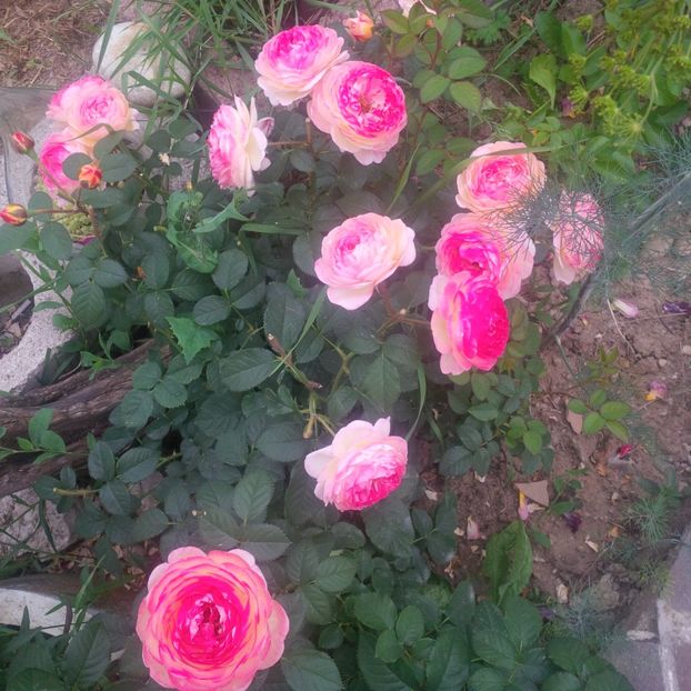 rosomane janon - gradina iunie 2018