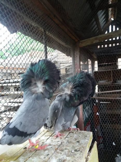 gulerati 2 2018 - Porumbei Gulerati