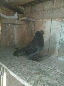 porumbita 2018 Cumparata liviu Man - Uriasi 2018