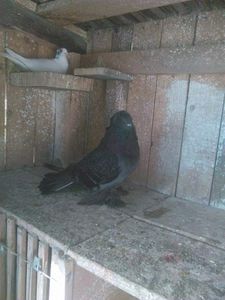 urias  m femela 2 - Uriasi 2018