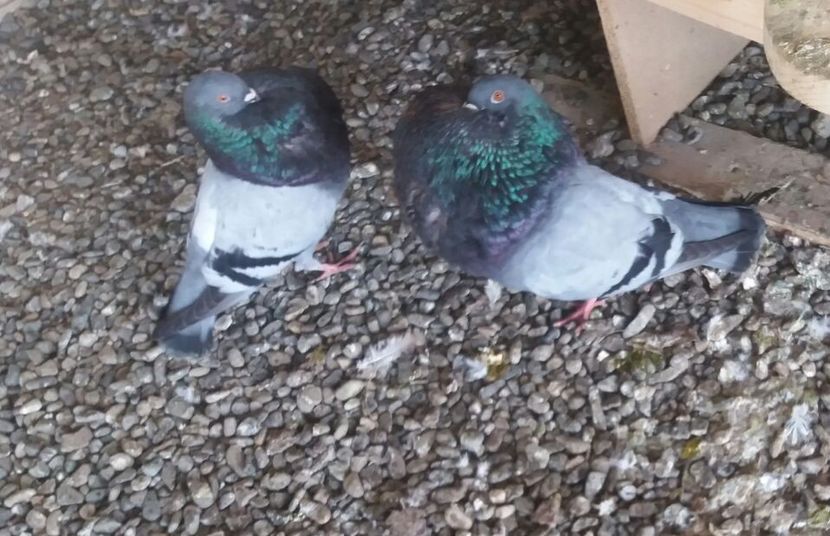 IMG-20180519-WA0052 - 13 Gaditanos