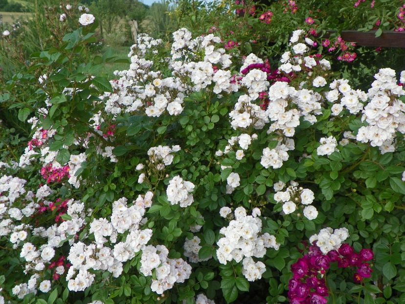 Perennial Blush - Trandafiri 2018