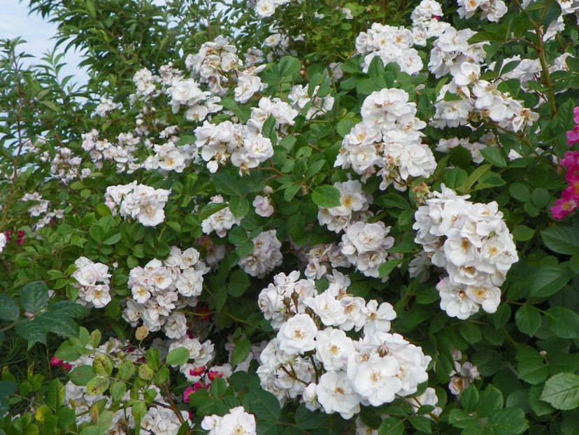 Perennial Blush - Trandafiri 2018