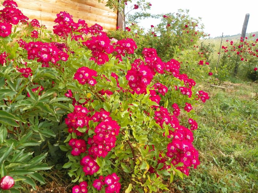 Red Ballerina - Trandafiri 2018