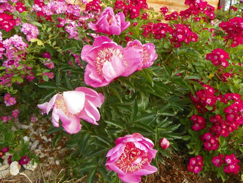 Red Ballerina - Trandafiri 2018