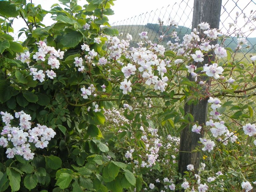 Paul's Himalayan Musk - Trandafiri 2018