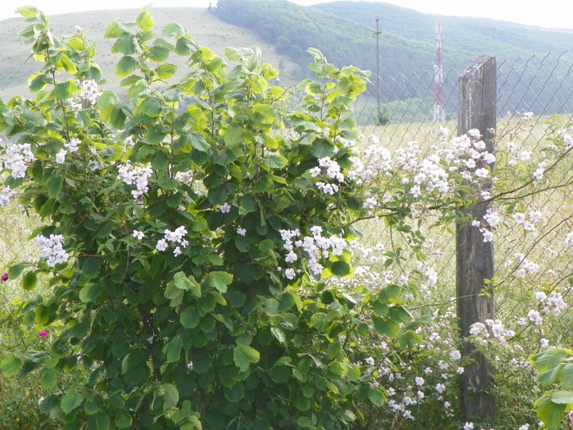 Paul's Himalayan Musk - Trandafiri 2018