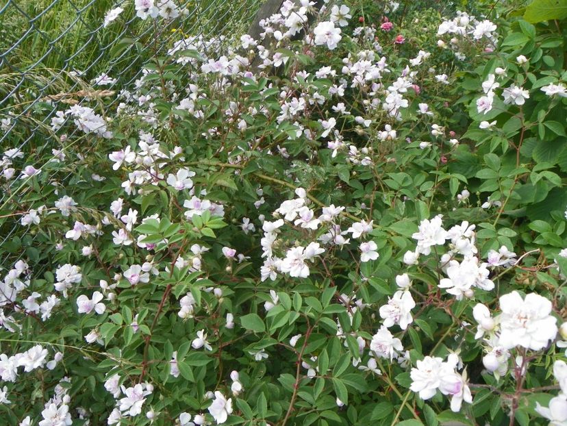 Paul's Himalayan Musk - Trandafiri 2018