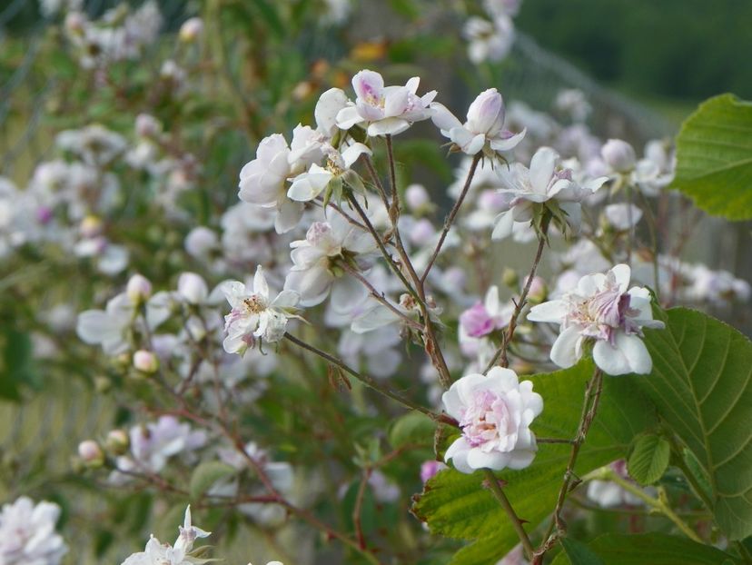 Paul's Himalayan Musk - Trandafiri 2018