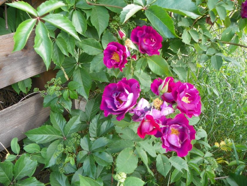 Princess Sibilla de Louxembourg - Trandafiri 2018