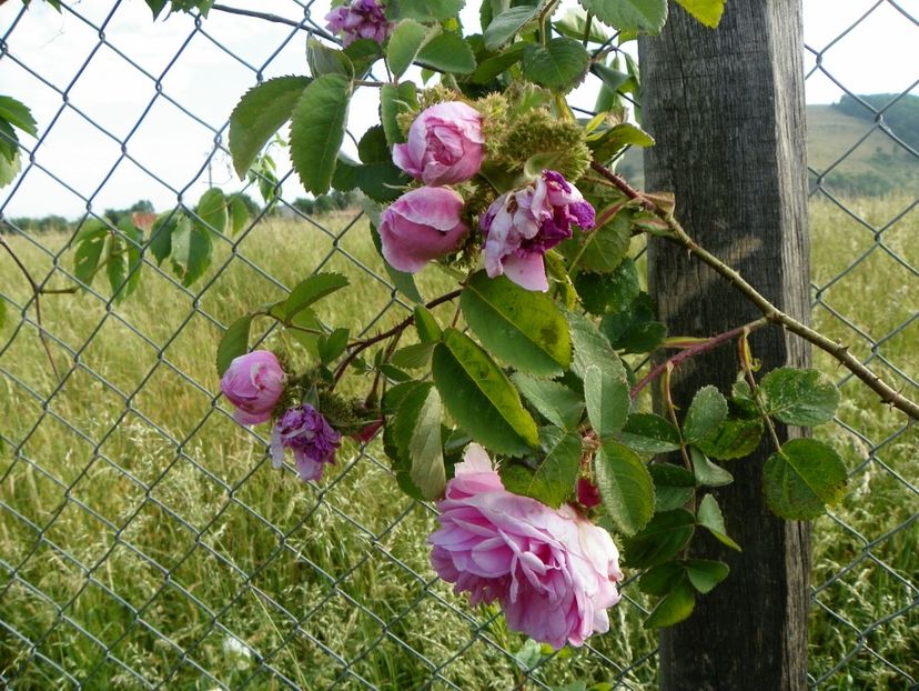Chapeau de Napoleon - Trandafiri 2018
