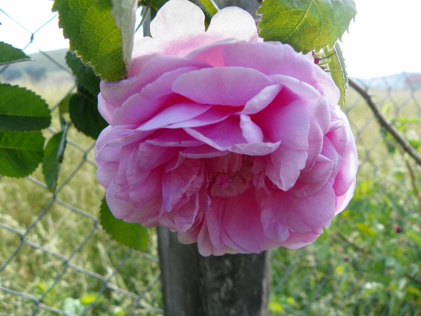 Chapeau de Napoleon - Trandafiri 2018