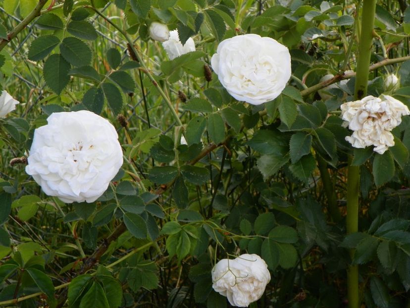 Alba Maxima - Trandafiri 2018