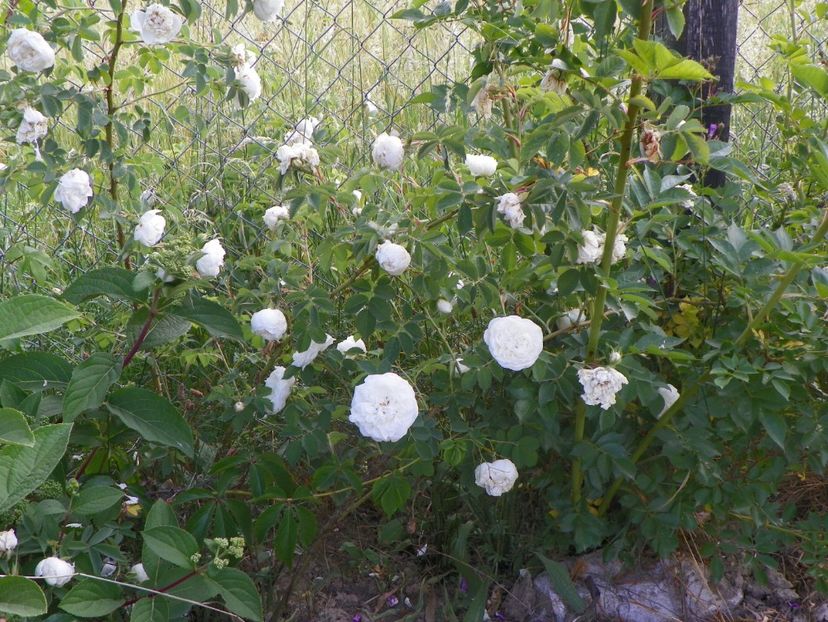 Alba Maxima - Trandafiri 2018